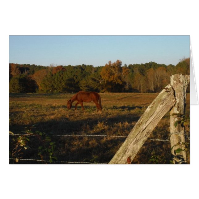 Caballo marrón en el sol (Anverso (Horizontal))