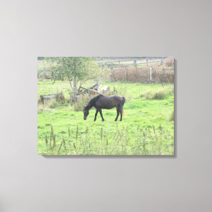 Caballo Marrón Pastando en el Campo Arte de Pared 
