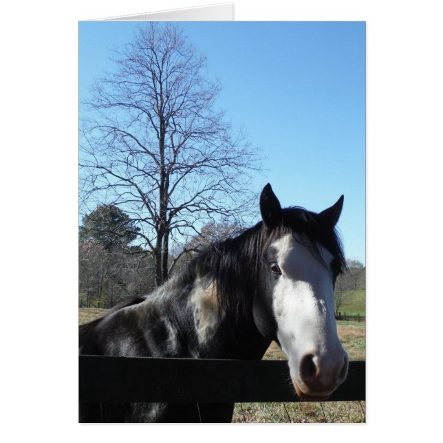 Caballo marrón y blanco, caballo pintado, cielo az (Frente)