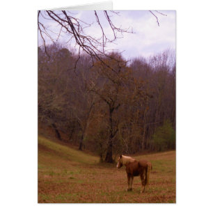 Caballo marrón y rubio en un campo