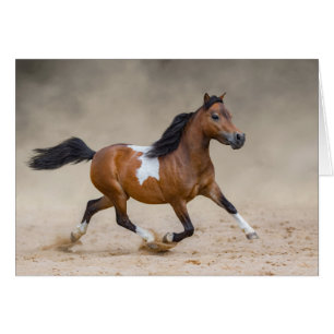 Caballo Minorista Americano Skewbaldo Corriendo En