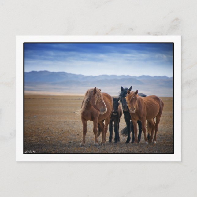 Caballo mongol salvaje, postales del desierto de G (Anverso)