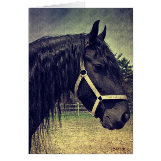 Caballo negro (Frente)