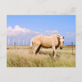 Caballo Palomino Con Postal De Molinos De Viento