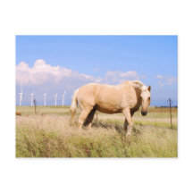 Caballo Palomino Con Postal De Molinos De Viento