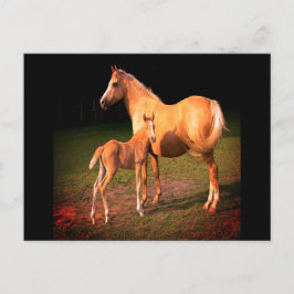 Caballo Palomino y postal de color