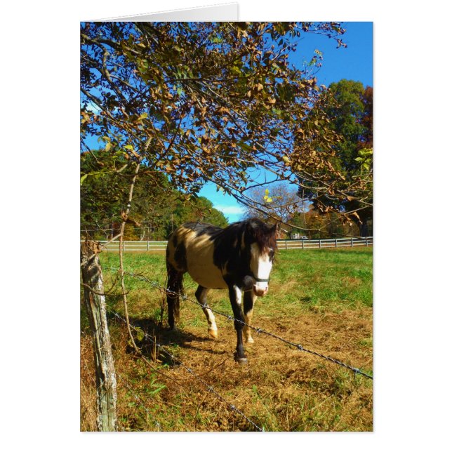 Caballo pintado, (Frente)