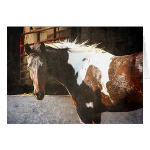 Caballo Pinto