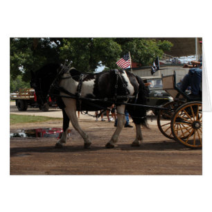 Caballo Pinto Borrador