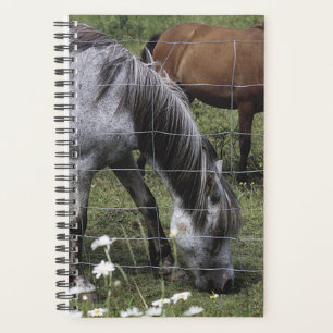 Caballo planificador Foto Equine Grazing Horses