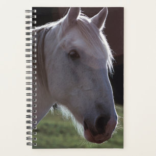 Caballo planificador Foto Equine White Horsehead