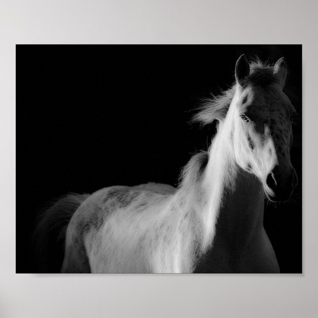caballo, poster de fotografía de arte fino (Frente)