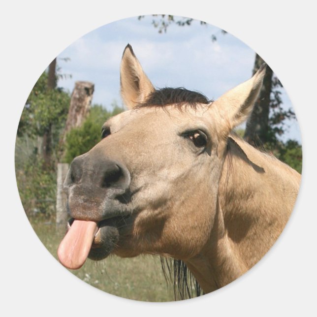 caballo razzberry pegatina (Anverso)