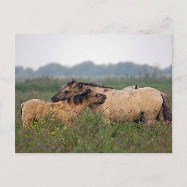 caballo salvaje con postal (Anverso)