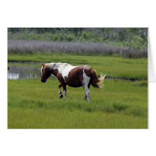 Caballo salvaje de Assateague