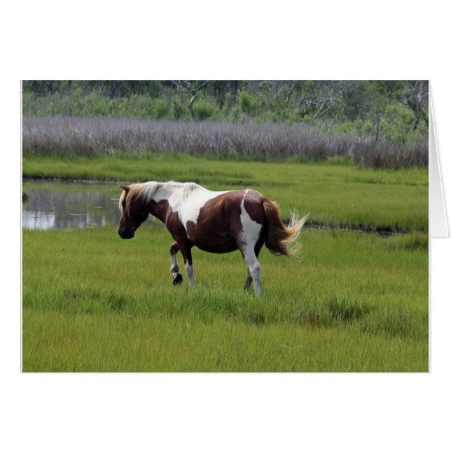 Caballo salvaje de Assateague (Anverso (Horizontal))