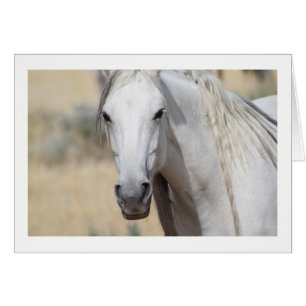CABALLO SALVAJE DE LAS MONTAÑAS DE ONAQUI, UTAH