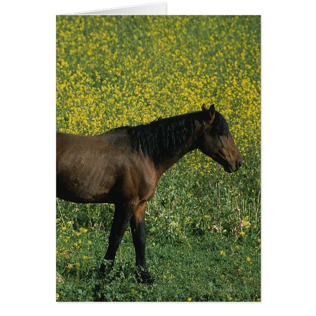 Caballo salvaje de Mustang de pie en flores (Frente)