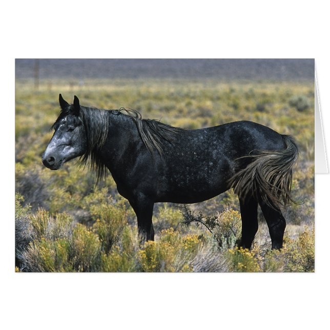 Caballo salvaje de Mustang en el desierto (Anverso (Horizontal))