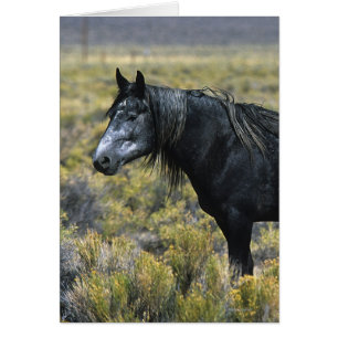 Caballo salvaje de Mustang en el desierto