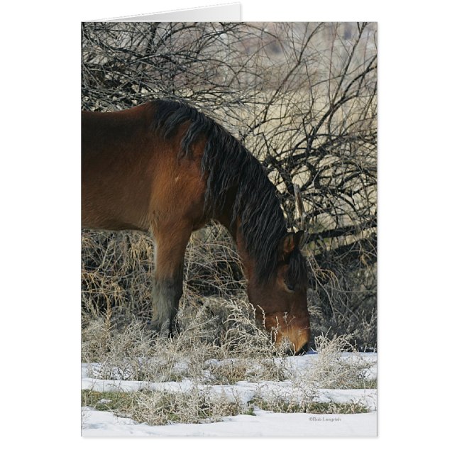 Caballo salvaje de Mustang en la nieve 1 (Frente)