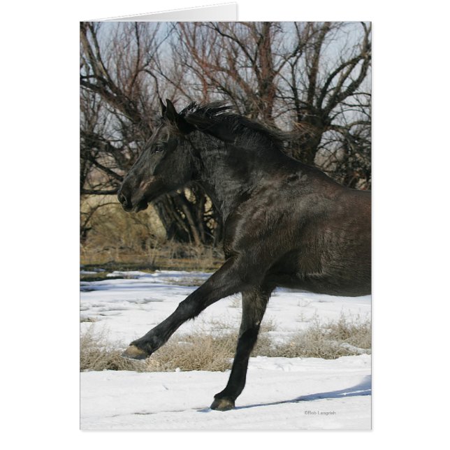 Caballo salvaje de Mustang en la nieve 2 (Frente)