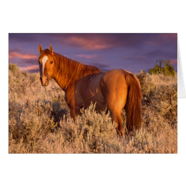 Caballo salvaje del condado de Harney permanece al (Anverso (Horizontal))