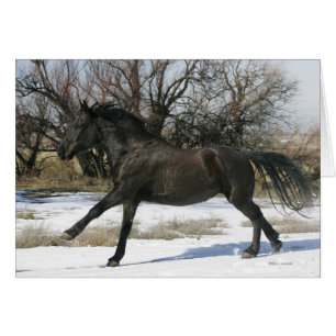 Caballo salvaje del mustango en la nieve 2