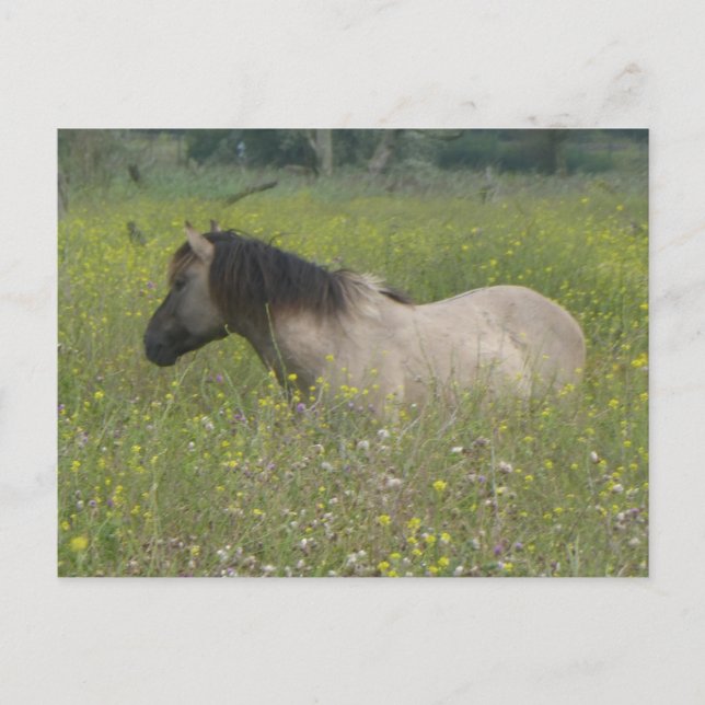 Caballo salvaje en postales de carreras de flores (Anverso)