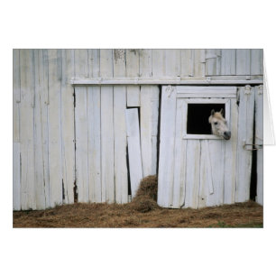 Caballo Stictac Cabecera fuera Ventana de la barra