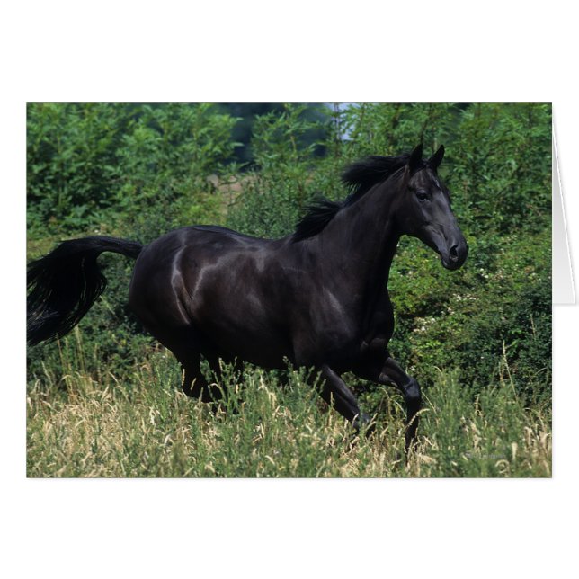 Caballo tostado corriendo en la hierba (Anverso (Horizontal))