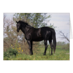 Caballo tostado de pie