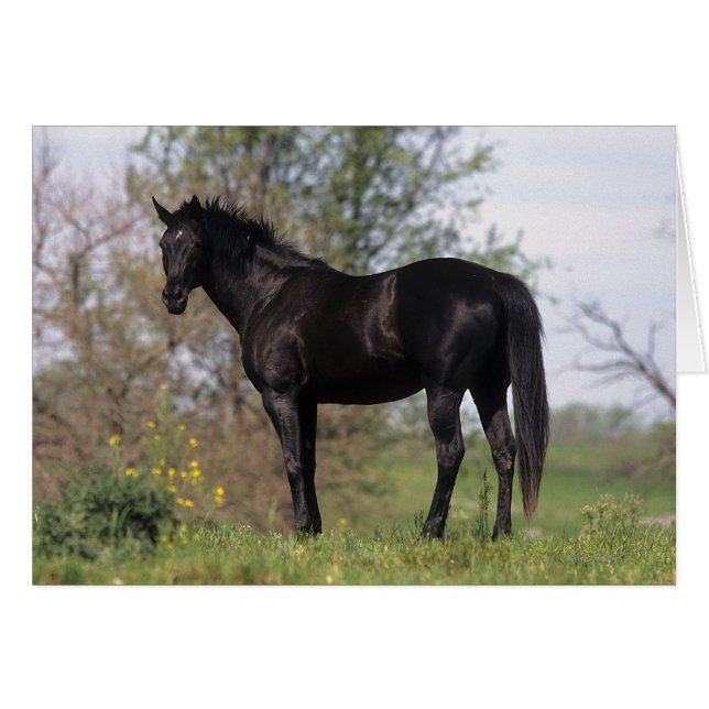 Caballo tostado de pie (Anverso (Horizontal))