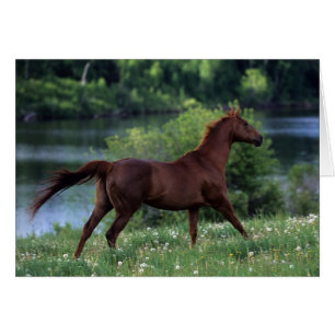 Caballo tostado de pie en flores