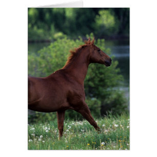 Caballo tostado de pie en flores