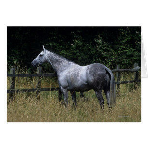 Caballo tostado de pie por cerca