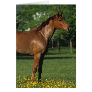 Caballo tostado en flores