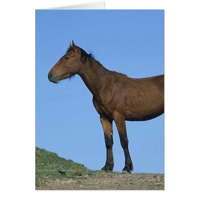 Caballo Wild Mustang (Frente)