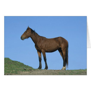 Caballo Wild Mustang