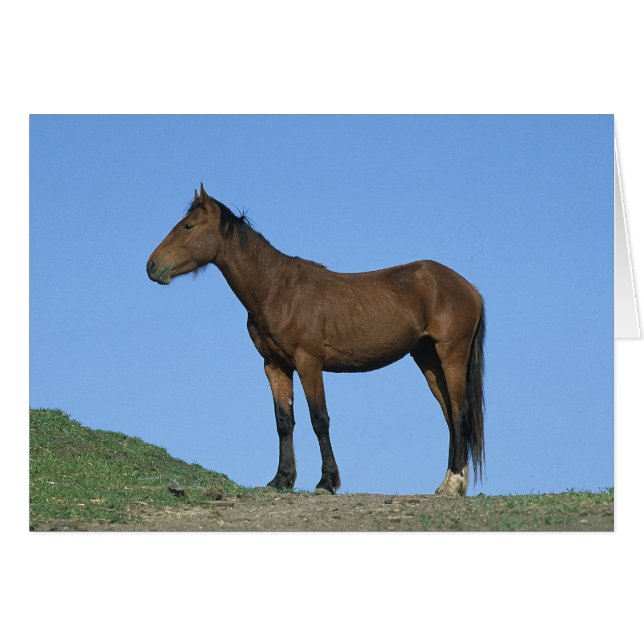 Caballo Wild Mustang (Anverso (Horizontal))