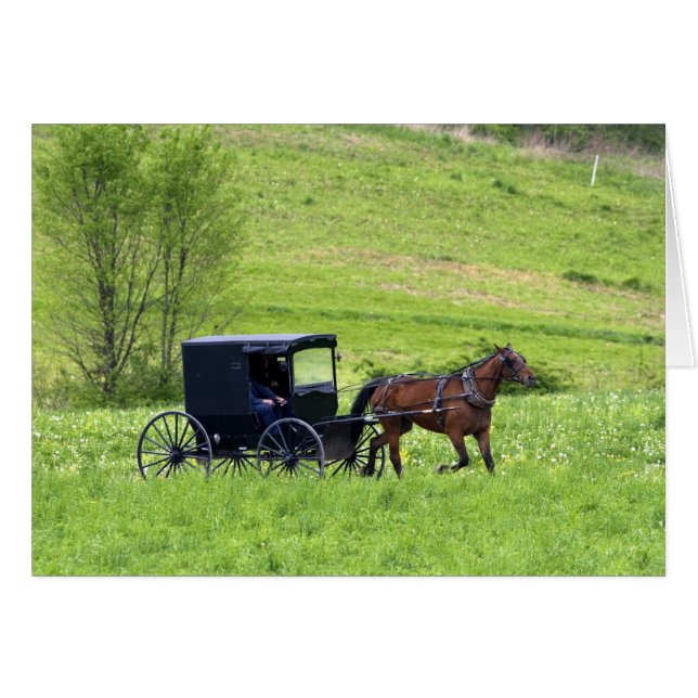 Caballo y buggy Amish cerca de Berlín, Ohio. (Anverso (Horizontal))