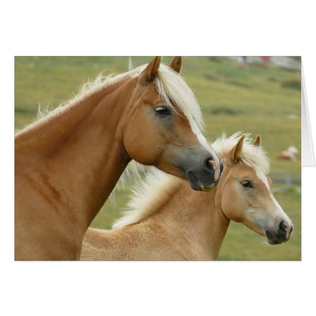 Caballo y potro de Haflinger (Anverso (Horizontal))