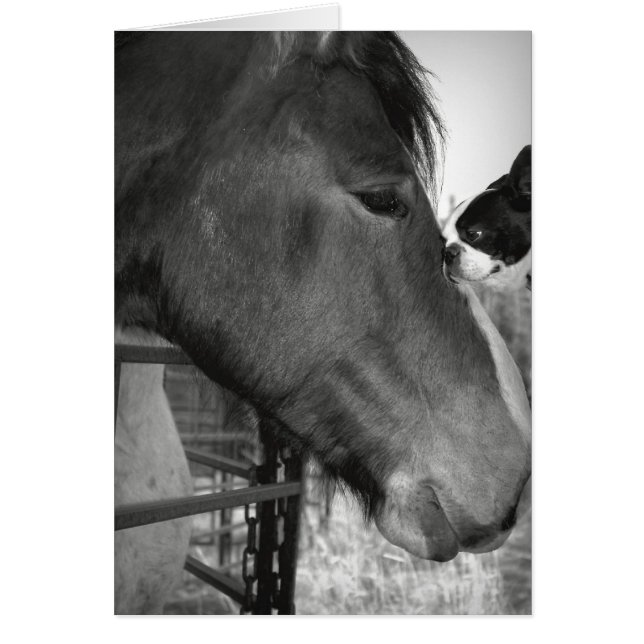 Caballo y territorio de Boston (Frente)