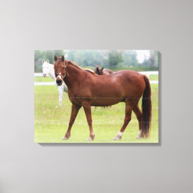 Caballos/Ajuste de lienzo (Anverso)