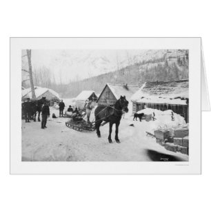 Caballos Alaska 1912 del rastro de Valdez