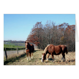 Caballos Amish