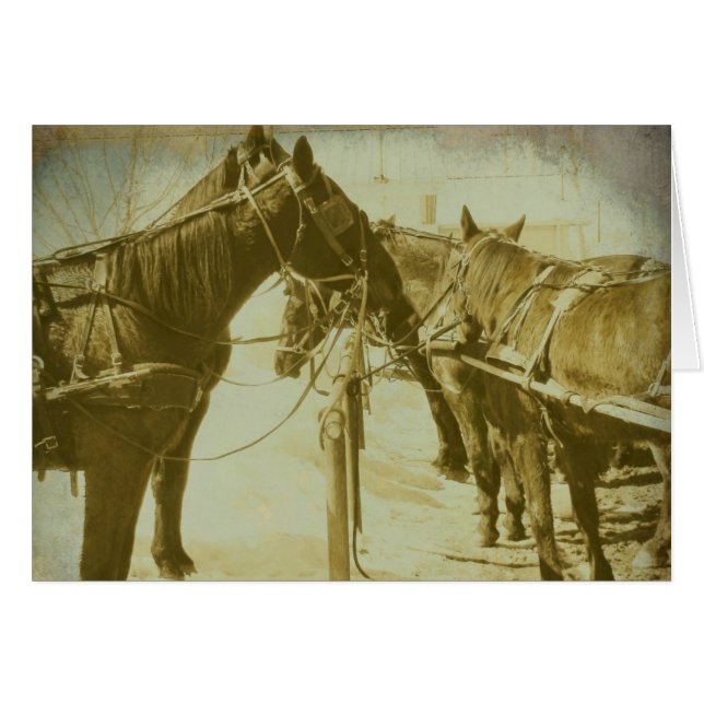 Caballos Amish (Anverso (Horizontal))