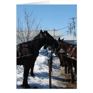 Caballos Amish