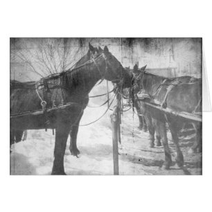 Caballos Amish en blanco y negro