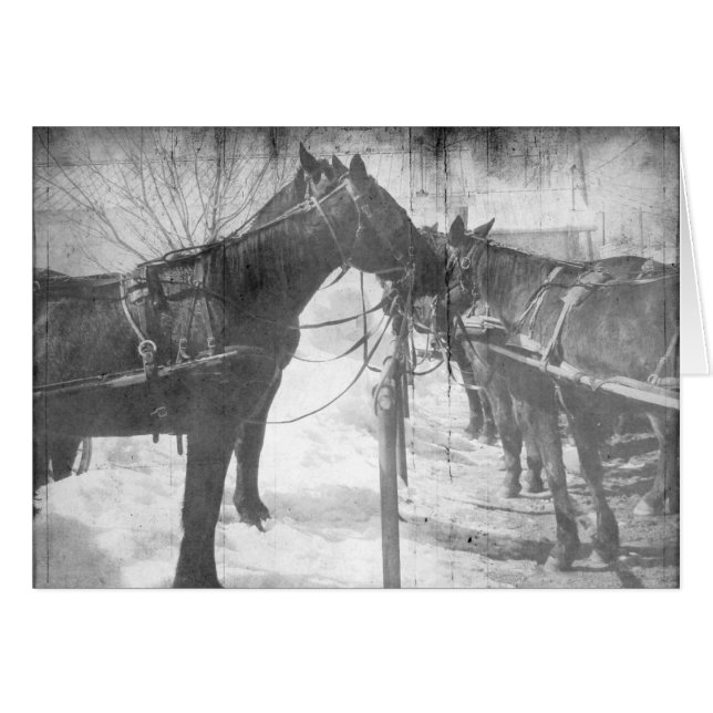 Caballos Amish en blanco y negro (Anverso (Horizontal))